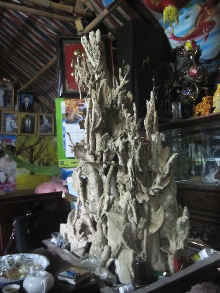 Cây hóa thạch 3 triệu USD