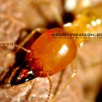 contrung10 150x150 - Thuốc diệt côn trùng  - Máy diệt côn trùng - Dịch vụ diệt côn trùng - Giới thiệu website mới