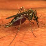 contrung17 150x150 - Diệt muỗi - Dịch vụ diệt muỗi - Thuốc diệt muỗi - Phun thuốc diệt muỗi - Giới thiệu website mới