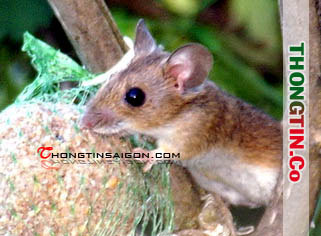 Dịch vụ diệt chuột,thuốc diệt chuột,bẫy chuột,công ty diệt chuột,webdietchuot.com.vn – Giới thiệu website mới