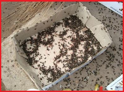 Diệt côn trùng – Dịch vụ diệt côn trùng – Công ty diệt côn trùng: mối, muỗi, gián chuyên nghiệp – Giới thiệu website mới