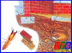 Dịch vụ diệt mối – Diệt  mối mọt và Côn trùng với Dichvudietmoi.org – Giới thiệu website mới