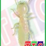 dietmoi 150x150 - Dịch vụ diệt côn trùng = Diệt côn trùng = Công ty diệt côn trùng Thông Tín - Giới thiệu website mới