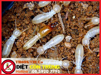 Diệt mối – Diệt Mối hiệu quả – Dịch vụ diệt mối, khử trùng – Giới thiệu website mới