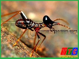 Diệt Mối – Dịch vụ diệt mối, diệt muỗi, diệt kiến, diệt chuột. Diet Moi .com – Giới thiệu website mới