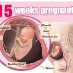 Thai nhi 15 tuan tuoi 150x150 - Những mệt mỏi khi mang thai bà bầu cần biết