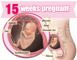 Thai nhi 15 tuan tuoi 300x233 - Mang thai tuần thứ 15 và những điều cần lưu ý