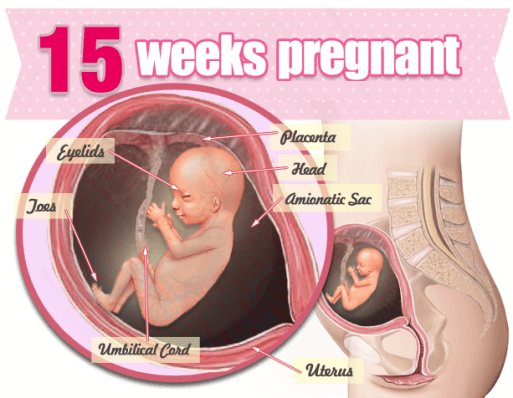 Mang thai tuần thứ 15 và những điều cần lưu ý