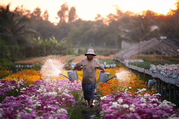 Làng hoa Sa Đéc tuyệt đẹp vào những ngày giáp tết