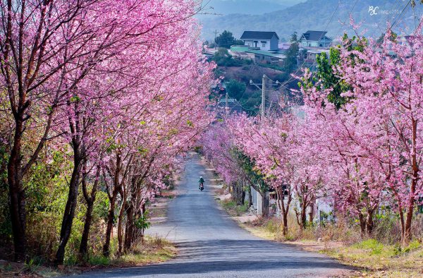 doc da quy day tho mong Dia diem ngam mai anh dao Da Lat 600x394 - Top 10 địa điểm ngắm mai anh đào Đà Lạt đẹp nhất