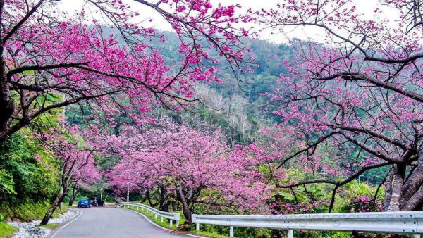 duong-di-lac-duong-Dia-diem-ngam-mai-anh-dao-Da-Lat-ep-nhat