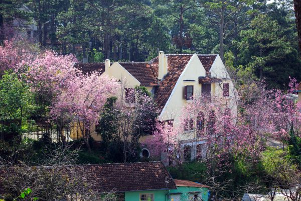 duong tran hung dao Dia diem ngam mai anh dao Da Lat 1 600x400 - Top 10 địa điểm ngắm mai anh đào Đà Lạt đẹp nhất